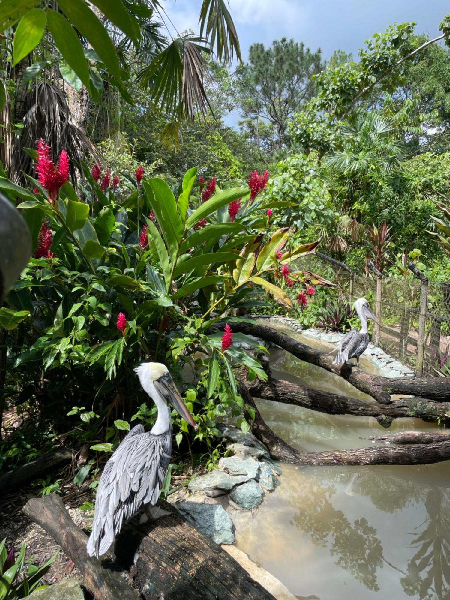 Gumbo Limbo Jungle Resort Cool Shade Exterior foto